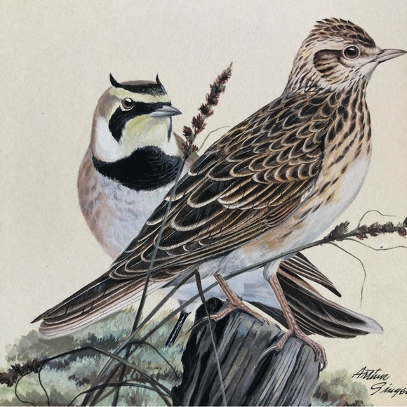 Original Arthur B. Singer (1917-1990) Horned Lark and Skylark - Picture 6 of 8